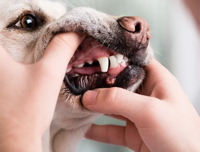 Dog getting his teeth examined 